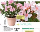 Oleander bei BayWa Bau- und Gartenmärkte im Prospekt "" für 12,99 €