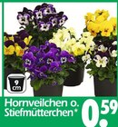 Hornveilchen Angebote bei Wreesmann Dessau-Roßlau für 0,59 €