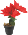 Bazarland Revin - Promo Le poinsettia en pot Promo Le poinsettia en pot à 1,49 € dans le catalogue Bazarland à Revin