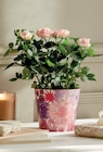 Promo Rosier pot 13 cm dans un cache pot à 7,99 € dans le catalogue Intermarché Contact à Huelgoat