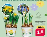 Blumenzwiebeln im aktuellen Netto mit dem Scottie Prospekt