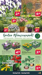Balkonpflanzen Angebot im aktuellen Netto mit dem Scottie Prospekt auf Seite 15