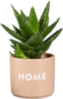 Succulentes en pot céramique décorées en promo chez Lidl Villeurbanne à 2,99 €
