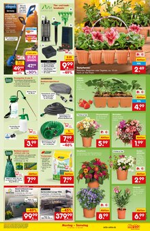 Blumen im Netto Marken-Discount Prospekt "Aktuelle Angebote" mit 53 Seiten (Nürnberg)