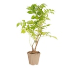 Botanic Aix-en-Provence - Promo CAMPSIS MADAME GALEN. Le pot de 1,3 litres Promo CAMPSIS MADAME GALEN. Le pot de 1,3 litres à 8,99 € dans le catalogue Botanic à Aix-en-Provence