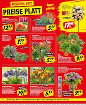 Aktueller Repo Prospekt mit Lavendel, "Aktuelle Angebote", Seite 12