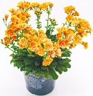 Lewisia „Porzellanröschen“ Angebote bei Netto mit dem Scottie Stendal für 2,99 €