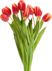 Tulpen  im aktuellen Netto Marken-Discount Prospekt für 5,00 €