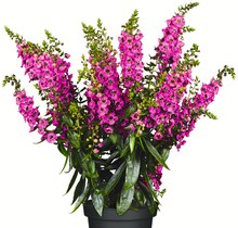 Jawoll Schmelz - Angelonia Angelonia Angebot bei Jawoll Schmelz im Prospekt "Aktuelle Angebote"