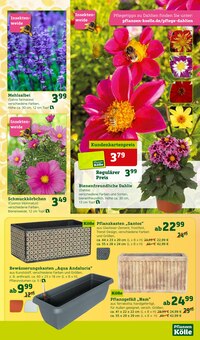 Blumentopf im Pflanzen Kölle Prospekt "Genuss im Frühlingsgarten!" mit 12 Seiten (Wiesbaden)