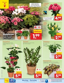 Pflanzen im aktuellen Netto Marken-Discount Prospekt (Hannover) Pflanzen im Netto Marken-Discount Prospekt "Aktuelle Angebote" mit 72 Seiten (Hannover)