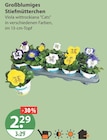 Großblumiges Stiefmütterchen im aktuellen V-Markt Prospekt