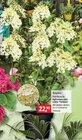 BAUHAUS Mühltal - Rispenhortensie Rispenhortensie Angebot bei BAUHAUS Mühltal im Prospekt Handzettel KW 31