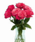 Netto Marken-Discount - Großköpfige Hochland Rosen Angebot im Prospekt Großköpfige Hochland Rosen bei Netto Marken-Discount im Prospekt "" für 4,44 €
