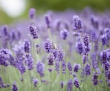 Lavendel Hidcote Blue im Angebot bei Garten-Center Nordharz GmbH & Co. KG in Salzgitter Lavendel Hidcote Blue Angebote bei Garten-Center Nordharz GmbH & Co. KG Salzgitter für 4,99 €