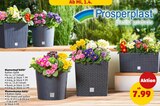Blumentopf RATO Rund im Angebot bei Penny in Cottbus Blumentopf RATO Rund Angebote von Prosperplast bei Penny Cottbus für 7,99 €