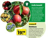 Obstbäume im Angebot bei Hagebaumarkt in Aurich Obstbäume Angebote von Gartenkrone bei Hagebaumarkt Aurich für 19,99 €