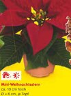 Mini-Weihnachtsstern im Angebot bei Netto Marken-Discount in Ravensburg Mini-Weihnachtsstern Angebote bei Netto Marken-Discount Ravensburg für 1,00 €