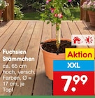 Fuchsien Stämmchen  im aktuellen Netto Marken-Discount Prospekt für 7,99 €
