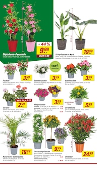 Farbe im aktuellen toom Baumarkt Prospekt (Cottbus) Farbe im toom Baumarkt Prospekt "Respekt, wer's selber macht." mit 26 Seiten (Cottbus)