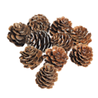 10 pommes de pin à Gifi dans Les Granges 10 pommes de pin à Gifi dans Les Granges