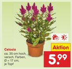 Celosia Angebote bei Netto Marken-Discount Bergisch Gladbach für 5,99 €