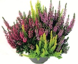 HEIDE-TRIO im Angebot bei Wreesmann in Cuxhaven HEIDE-TRIO Angebote von Garden Girls bei Wreesmann Cuxhaven für 2,29 €