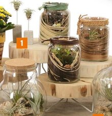 Tillandsie (Tillandsia) bei OBI in Gießen Tillandsie (Tillandsia) im Angebot bei OBI Gießen für 6,99 €