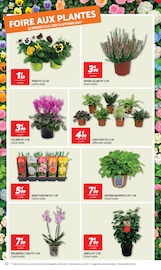 Promos Hortensia dans le catalogue "Netto" de Netto Hortensia en promo dans le catalogue Netto à la page 22