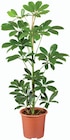 Plante verte en promo à 6,99 € chez Lidl Plante verte dans le catalogue Lidl