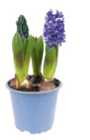 Hyazinthe bei toom Baumarkt im Hemmoor Prospekt für 2,99 €