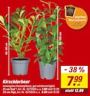 Kirschlorbeer von starkes Wurzelwerk für 7,99 € bei toom Baumarkt im Angebot Kirschlorbeer von starkes Wurzelwerk im aktuellen toom Baumarkt Prospekt