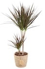 Plante verte H. 70 cm en vannerie Ø 17 cm. - TRUFFAUT en promo chez Truffaut Vitry-sur-Seine à 19,99 €