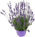 Lavendel im REWE Prospekt Lavendel von REWE Regional im aktuellen REWE Prospekt für 1,99 €