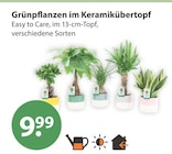 Grünpflanzen im Keramikübertopf Angebote bei V-Markt Regensburg für 9,99 €