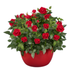 Rosier coupe en promo chez Lidl Metz à 9,99 €