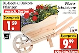 Aktuelles XL-Beet- und Balkon-Pflanzen Angebot bei Wreesmann in Cottbus ab 1,59 €