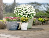 Chrysantheme Patio Mum im Angebot bei Thomas Philipps in Dinslaken Chrysantheme Patio Mum Angebote bei Thomas Philipps Dinslaken für 1,29 €