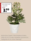 Kalanchoe ‚Queen‘ bei Blumen Ostmann im Visbek Prospekt für 3,99 €