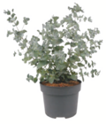 Kleinblättriger Eukalyptus für 3,99 € bei toom Baumarkt im Angebot Kleinblättriger Eukalyptus im aktuellen toom Baumarkt Prospekt