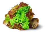 Penny Drüsen - Deutsche bunte Salate mit Wurzel Angebot im Prospekt Deutsche bunte Salate mit Wurzel bei Penny im Drüsen Prospekt für 1,00 €