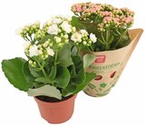 Flammendes Käthchen im Angebot bei REWE in Elmshorn Flammendes Käthchen Angebote von Rewe Beste Wahl bei REWE Elmshorn für 1,99 €