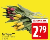 7er Tulpen Angebote bei EDEKA Ingolstadt für 2,79 €