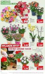 Kaufland Balkonpflanzen im Prospekt Kaufland Balkonpflanzen im Prospekt
