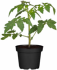 Gemüsepflanzen Tomate bei Hagebaumarkt im Quickborn Prospekt für 1,99 €