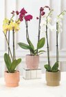 Orchidée 2 tiges - Hyper U à La Rochelle Orchidée 2 tiges en promo chez Hyper U La Rochelle à 11,99 €