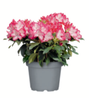 Rhododendron „XL“ bei toom Baumarkt im Schorndorf Prospekt für 14,99 €