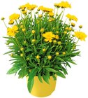 Lavendel oder Bienenstaude im Angebot bei Penny in Stendal Lavendel oder Bienenstaude Angebote bei Penny Stendal für 1,99 €