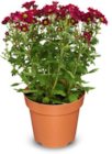 Chrysantheme im Angebot bei Netto Marken-Discount in Nürnberg Chrysantheme Angebote bei Netto Marken-Discount Nürnberg für 2,29 €