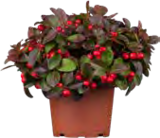 SCHEINBEERE BIG BERRY für 3,49 € bei OBI im Angebot SCHEINBEERE BIG BERRY im aktuellen OBI Prospekt